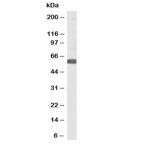 SLC7A6 Antibody