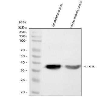 Western blot analysis of LIX1L using anti-LIX1L antibody. Lane 1: rat skeletal muscle tissue lysates