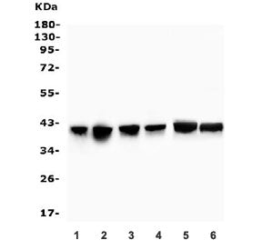 Fox2 Antibody / RBM9 / RBFOX2