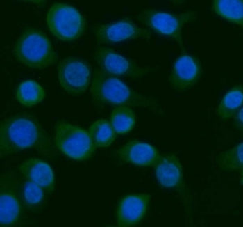 Immunofluorescent staining of FFPE human Caco-2 cells with Argonaute 1 antibody (green) and DAPI nuc