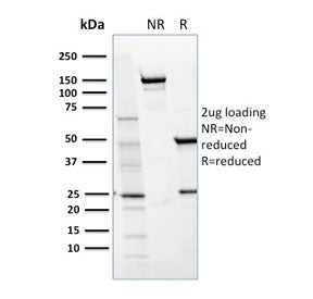 SDS-PAGE analysis of purified, BSA-free CD36 antibody (clone GPIIIb/1654) as confirmation of integri