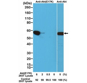 Western blot testing of a cell lysate mixture of untransfected 293T and 293T transfected with a DNA