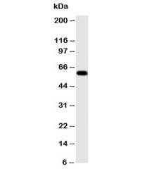 Monoamine Oxidase A Antibody