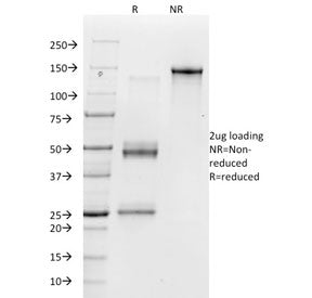 SDS-PAGE analysis of purified, BSA-free Vitronectin Receptor antibody (clone 23C6) as confirmation o