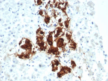 IHC staining of FFPE human adrenal gland tissue with Dopamine Beta-Hydroxylase antibody (clone DBH/7