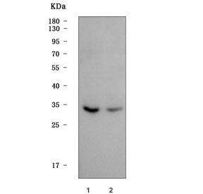 Western blot testing of human 1) HepG2 and 2) 293T cell lysate with Max-like protein X antibody. Pre