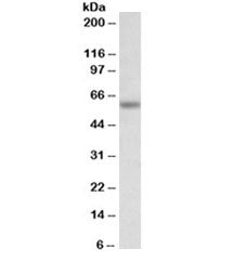 Western blot testing of mouse testis lysate with Glycine receptor antibody at 0.3ug/ml. Predicted mo