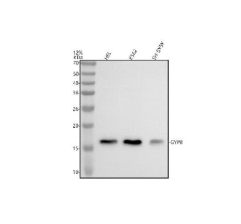 Western blot analysis of GYPB using anti-GYPB antibody. Electrophoresis was performed on a 12% SDS-P