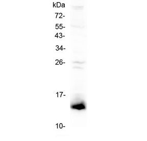 Tff2 Antibody / Trefoil factor 2