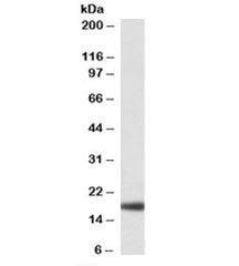 Western blot testing of human liver lysate with Haptoglobin antibody at 0.01ug/ml. Predicted molecul
