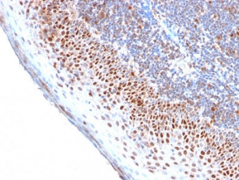 MCM7 Antibody
