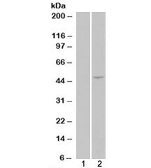 STRADB Antibody