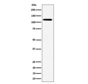 Western blot testing of human HeLa cell lysate with Kinesin 1 heavy chain antibody. Predicted molecu