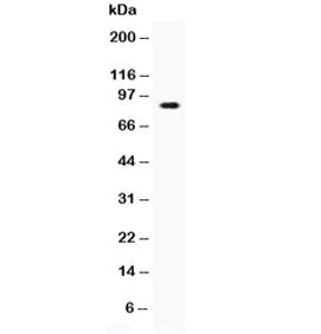 Western blot testing of recombinant human protein with CD62L antibody at 0.5ug/ml. Expected molecula