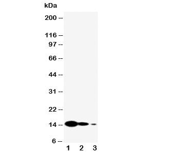 IL-7 Antibody
