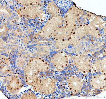 Immunohistochemical analysis of Nol10 protein using Zebrafish Nol10 antibody, HRP secondary and DAB