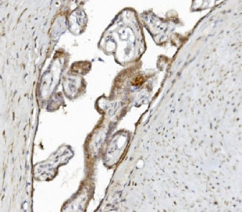 Argonaute 3 Antibody / AGO3