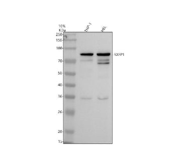 RXFP1 Antibody / Relaxin receptor 1, 100ug