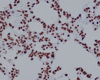 Histone H2AX Antibody / H2AFX