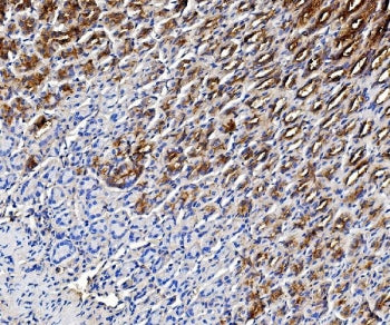 IHC testing of FFPE mouse stomach tissue with pS2 antibody at 1ug/ml. HIER: boil tissue sections in