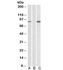 Western blot testing of HEK293 lysate overexpressing human STAT4-MYC probed with STAT4 antibody (0.5