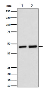 Western blot analysis of Annexin 7 expression in (1) human Jurkat cell lysate; (2) rat kidney lysate using Annexin A7 antibody. Predicted molecular weight: 50-53 kDa (two isoforms).