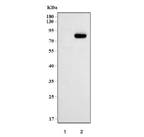 HNF1A Antibody