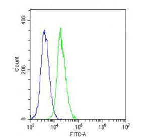 Vinculin Antibody