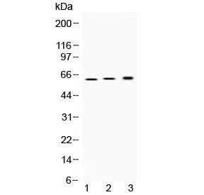 ATP4B Antibody