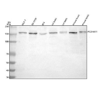 Western blot analysis of PCDHA11 using anti-PCDHA11 antibody. Lane 1: human MCF-7 whole cell lysates