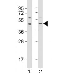 APOL3 Antibody / Apolipoprotein L3