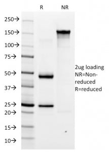 SDS-PAGE analysis of purified, BSA-free H. pylori antibody (clone HP/1335) as confirmation of integr