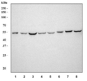 Aromatase Antibody / CYP19A1
