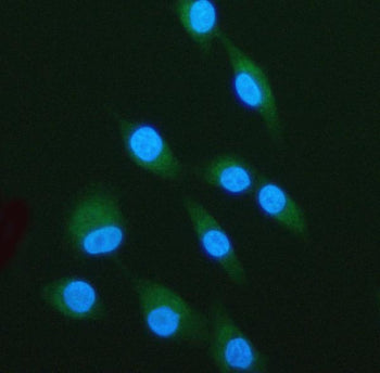 Immunofluorescent staining of LPXN using anti-LPXN antibody (green). LPXN was detected in an immunoc