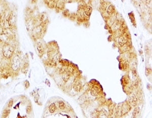 EDG3 Antibody