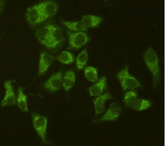 AIFM1 Antibody / AIF / Apoptosis-Inducing Factor