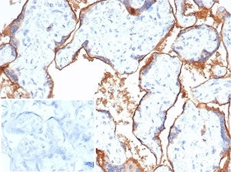Nectin-4 Antibody / PVRL4