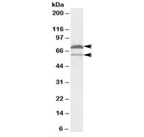 Western blot testing of human U937 lysate with COX1 antibody at 2ug/ml. Multiple isoforms from 56~72
