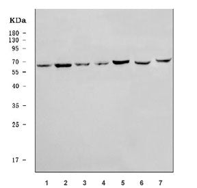 Western blot testing of 1) human 293T, 2) human HeLa, 3) human placenta, 4) human U-87 MG, 5) human