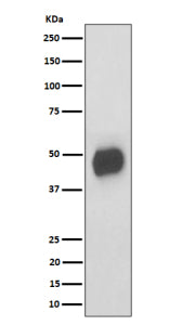Western blot analysis of CD147 expression in mouse RAW264.7 cell lysate using Bsg antibody. Predicte