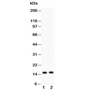 FABP5 Antibody