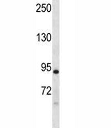 Dclk1 antibody western blot analysis in mouse liver tissue lysate. Predicted molecular weight: 84/41