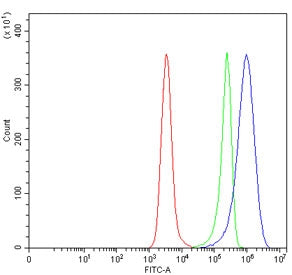 CD10 Antibody