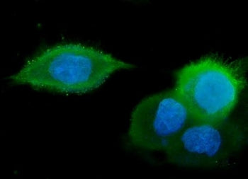 GM130 Antibody / GOLGA2, 100ug