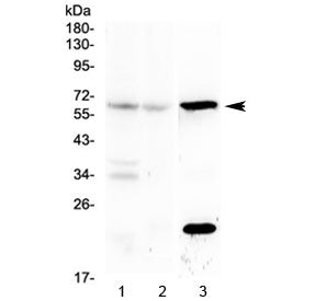 Il-23 receptor Antibody / Il23r