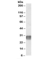 Western blot testing of human lymph node lysate with LAIR1 antibody at 2ug/ml. Predicted molecular w