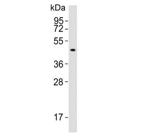 Western blot testing of mouse liver lysate with SLC16A11 antibody. Predicted molecular weight ~48 kD