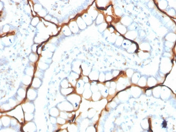 IHC staining of FFPE human small intestine with ACE antibody. HIER: boil tissue sections in pH 9 10m