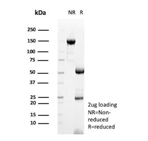 SDS-PAGE analysis of purified, BSA-free MRSA antibody (clone 332/423) as confirmation of integrity a