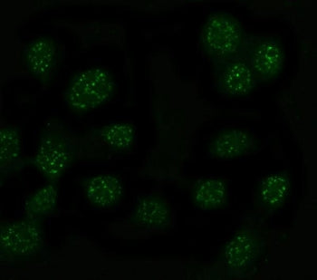 MYT1L Antibody / Myelin transcription factor 1-like protein